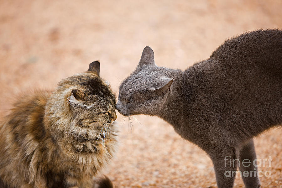 Domestic Cats In Namibia Photograph by Gerard Lacz