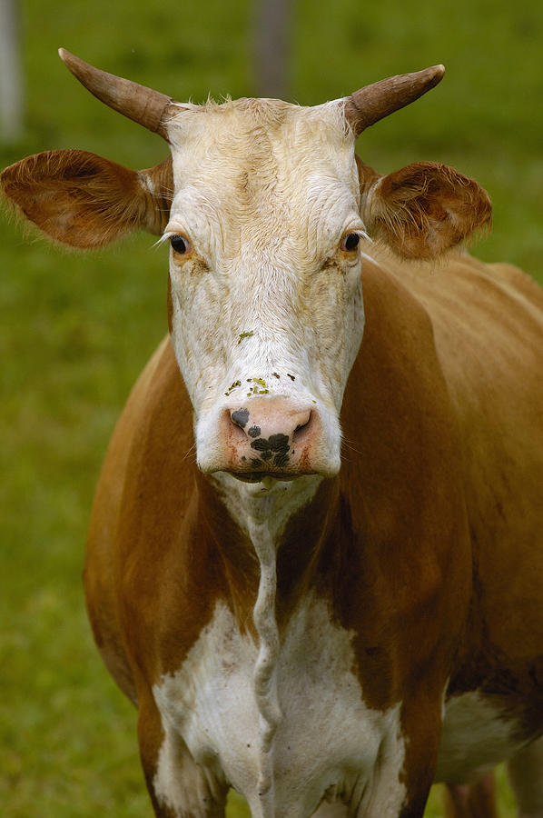 Domestic Cattle Bos Taurus Female Photograph by Pete Oxford