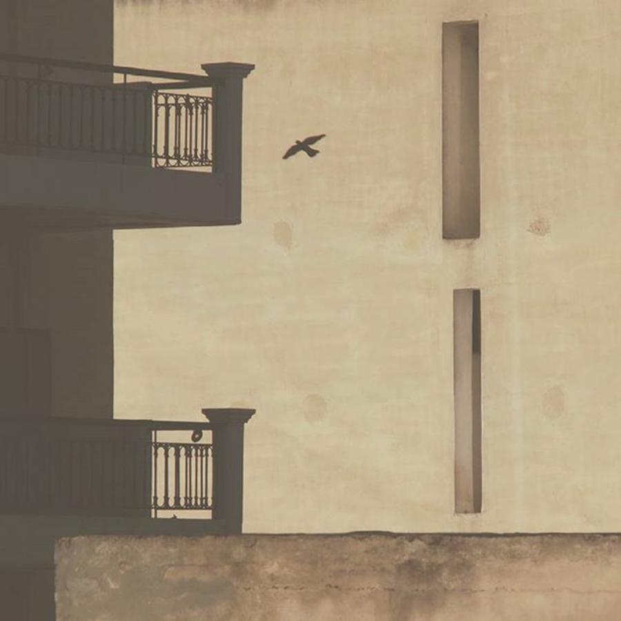 Pigeon Photograph - Domestic Flight
#urban by Vas Houl