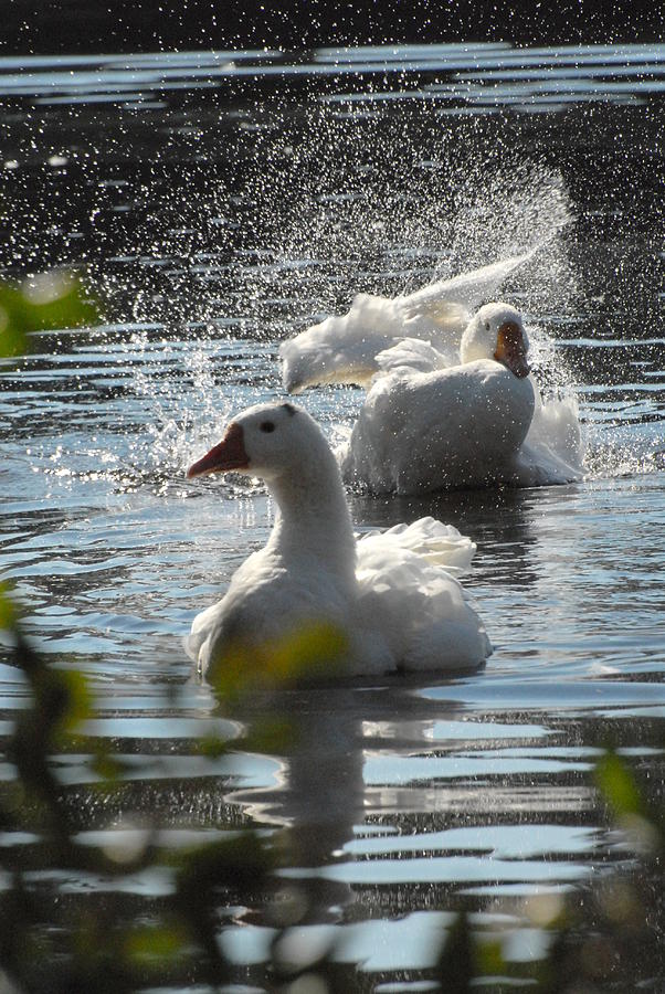 Domestic Geese Bathing Photograph by Joyce StJames