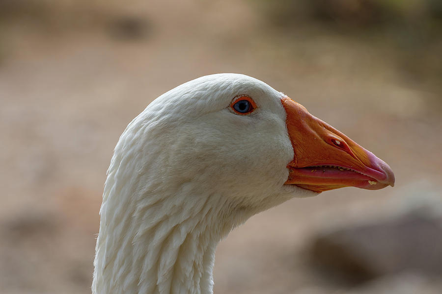 Domestic Goose Photograph by Douglas Killourie