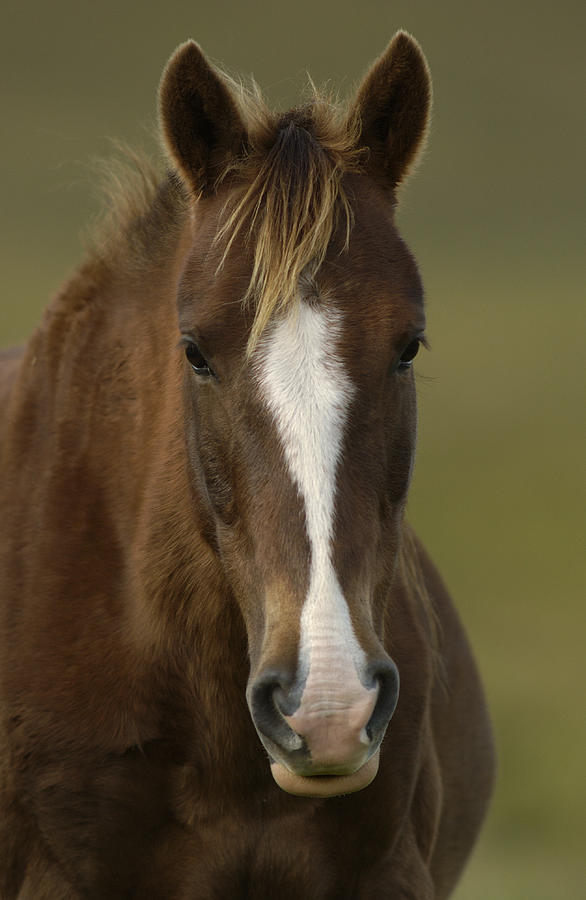 Domestic Horse Portrait Photograph by Pete Oxford
