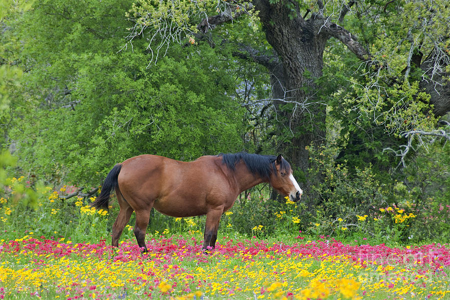 Domestic Horse in Field of Wildflowers Photograph by Dave Welling