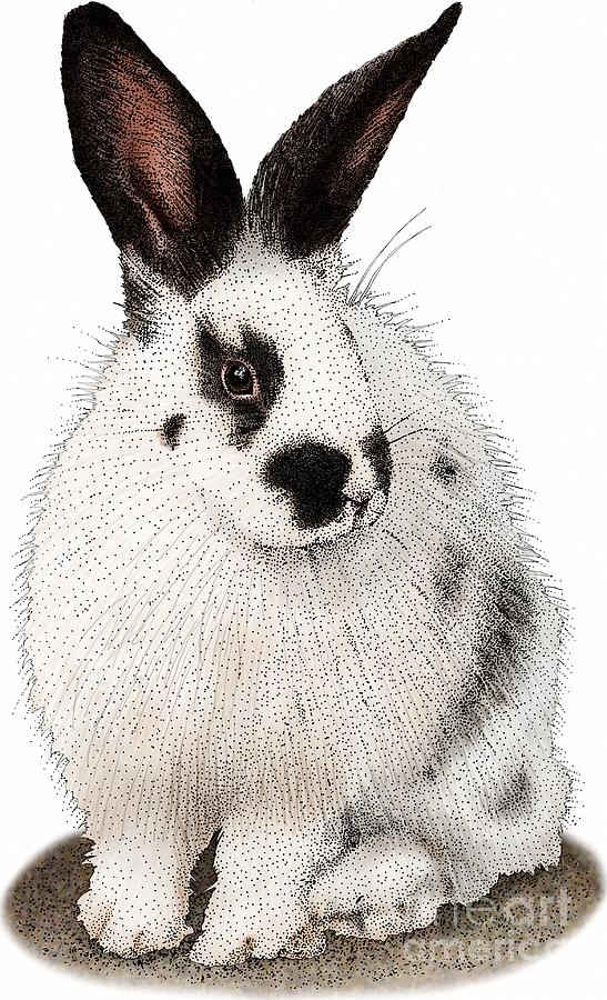 Domestic Rabbit Photograph by Roger Hall