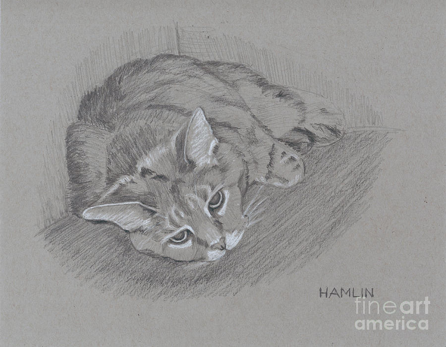Domestic Short-haired Cat - Smoky Drawing by Steve Hamlin