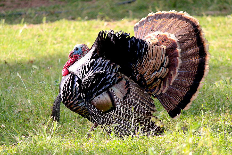 Domestic Turkey Photograph by Nicholas Miller - Fine Art America