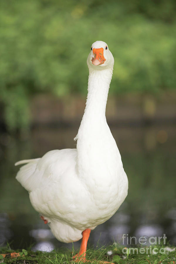 Domestic white goose Photograph by Patricia Hofmeester
