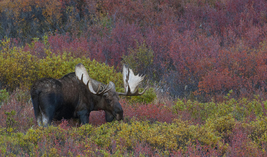 Dominant Alaska Yukon Bull Moose Photograph by David Drew