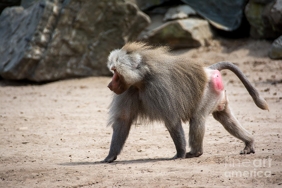 Dominant baboon Photograph by Davey Poppe