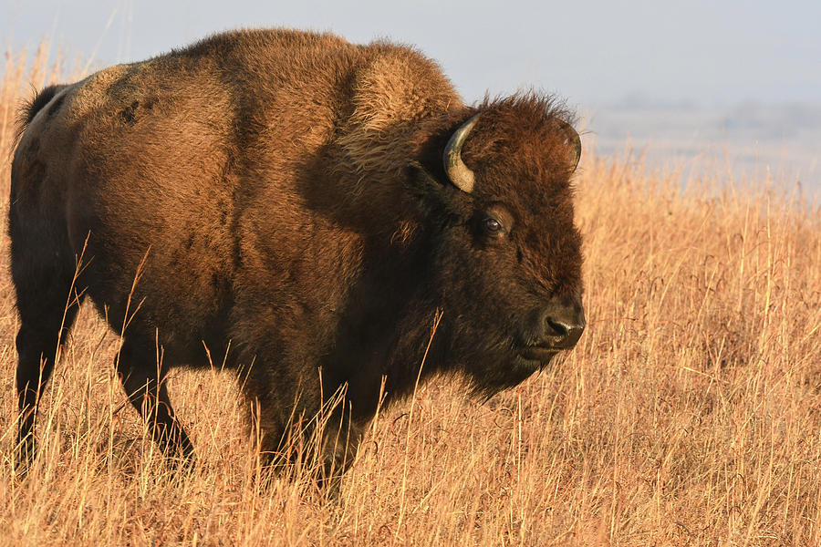 Dominant Bison Bull 0755 Photograph by David Drew