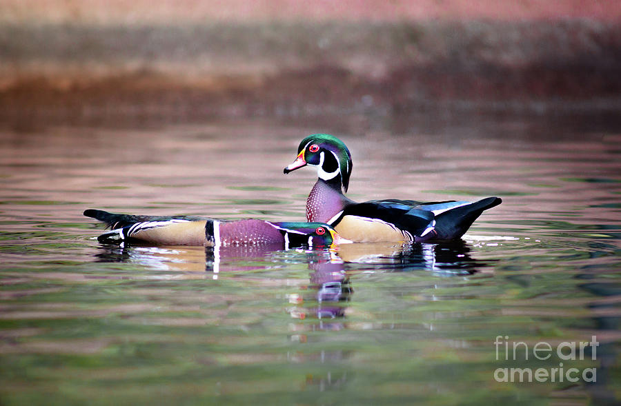 Dominant Wood Duck Photograph by Robert Frederick