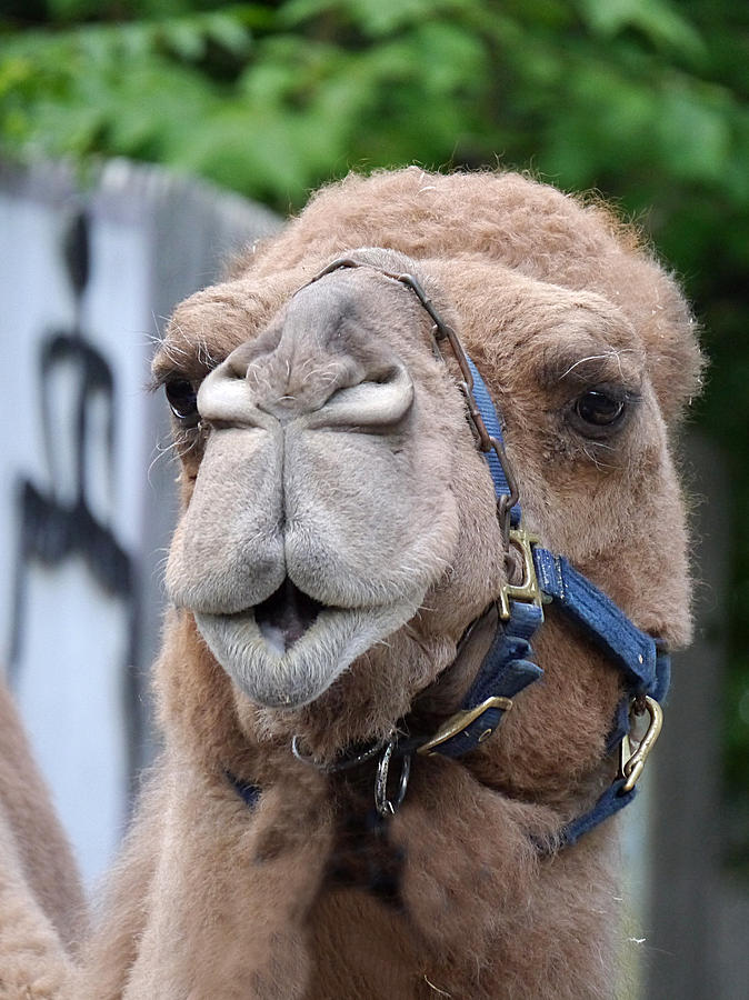 Dominica Camel Photograph by Richard Reeve