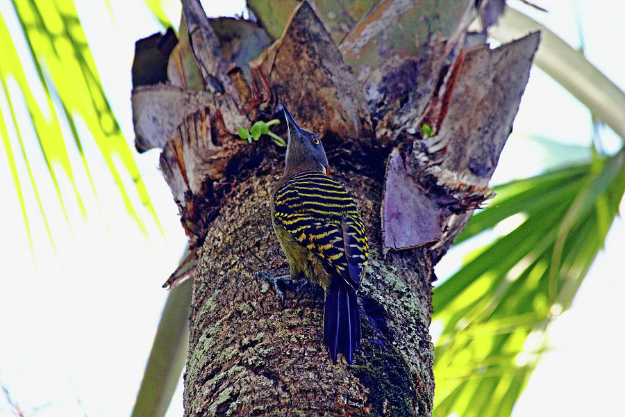 Dominican Woodpecker Photograph by Debbie Oppermann