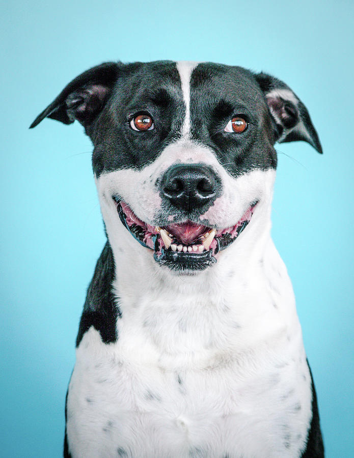 Dog Photograph - Domino 3 by Pit Bull Headshots by Headshots Melrose
