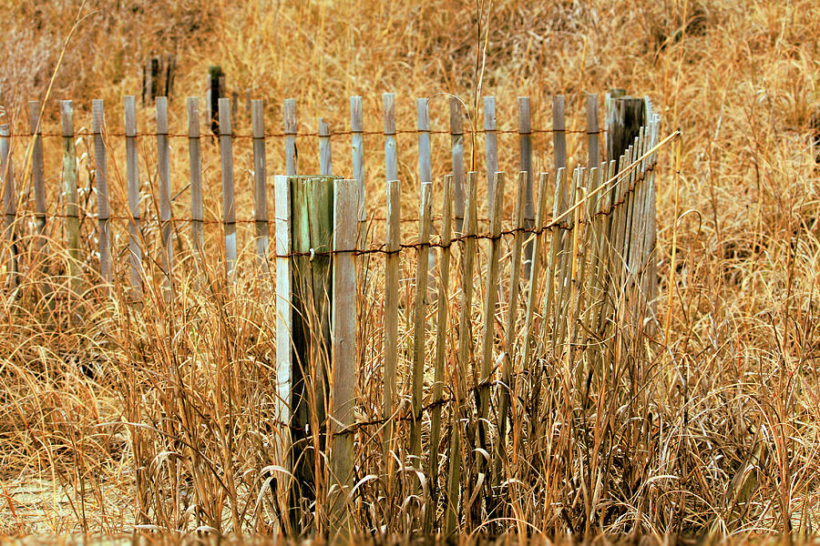 Summer Photograph - Don t Fence Me In by Cathy Harper
