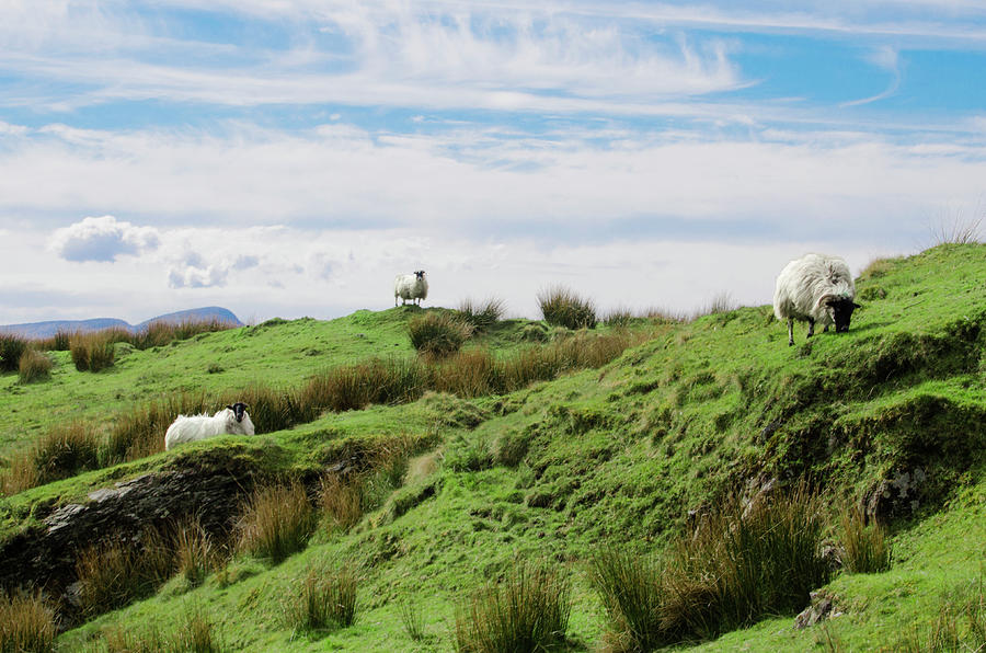 Donegal Ireland - Sheep Grazing on the Mountain  Photograph by Bill Cannon