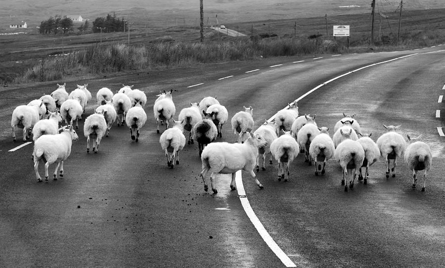 Donegal Traffic Jam - Sheep Photograph by Lexa Harpell