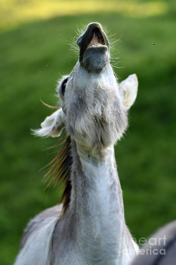 Donkey # 2154 Photograph by Carien Schippers