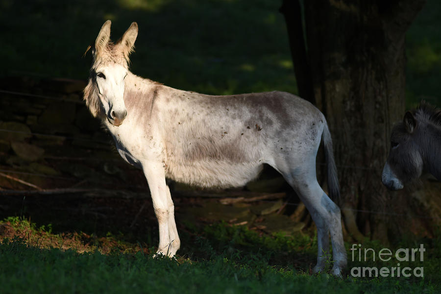 Donkey # 2189 Photograph by Carien Schippers