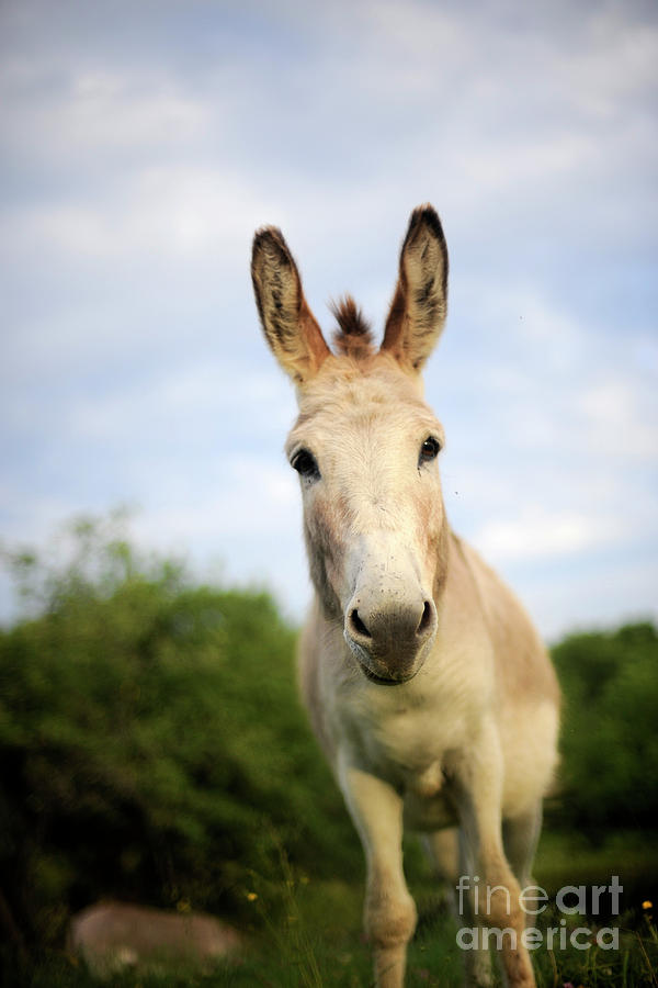 Donkey #1194 Photograph by Carien Schippers