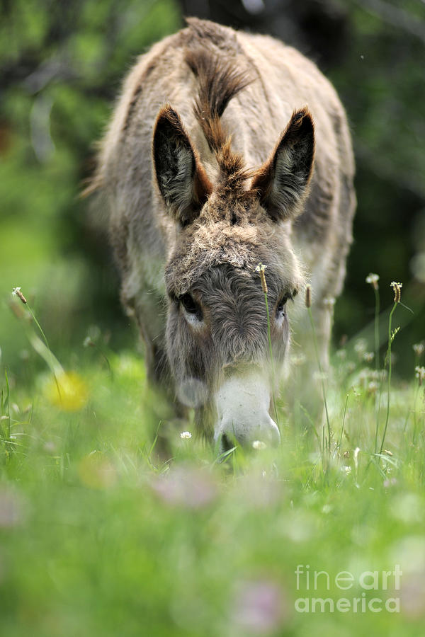 Donkey #1473 Photograph by Carien Schippers