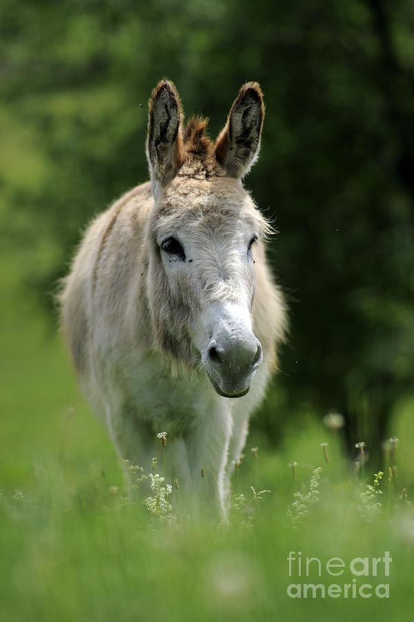 Donkey #1492 Photograph by Carien Schippers