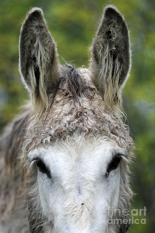 Donkey #1600 Photograph by Carien Schippers