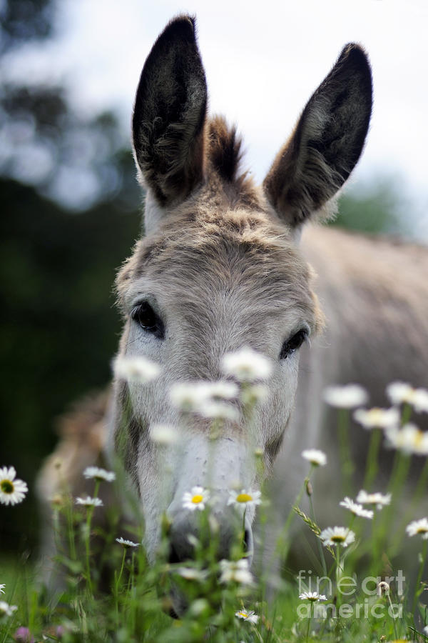 Donkey #1822 Photograph by Carien Schippers