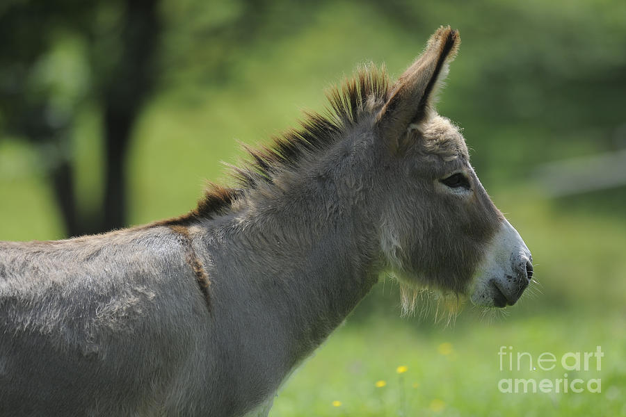 Donkey #2071 Photograph by Carien Schippers