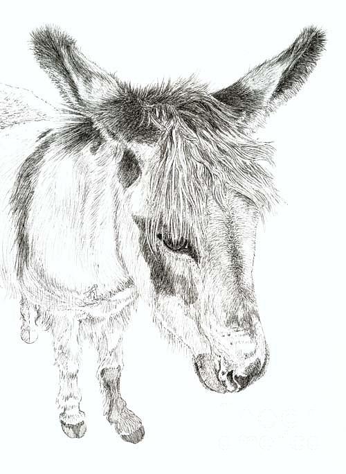 Donkey 3 Painting by Keran Sunaski Gilmore - Fine Art America