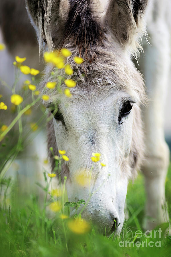 Donkey #553 Photograph by Carien Schippers