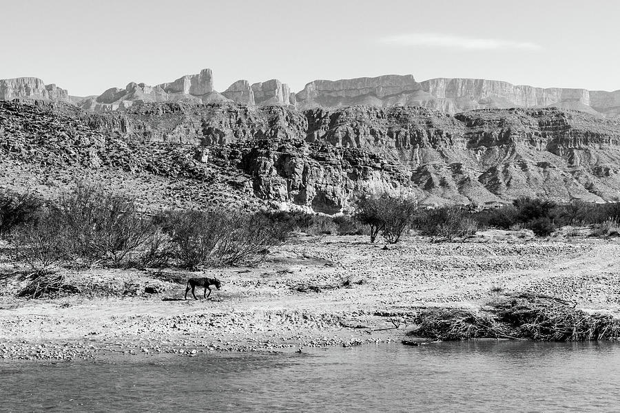 Donkey Along Rio Grande Photograph by SR Green