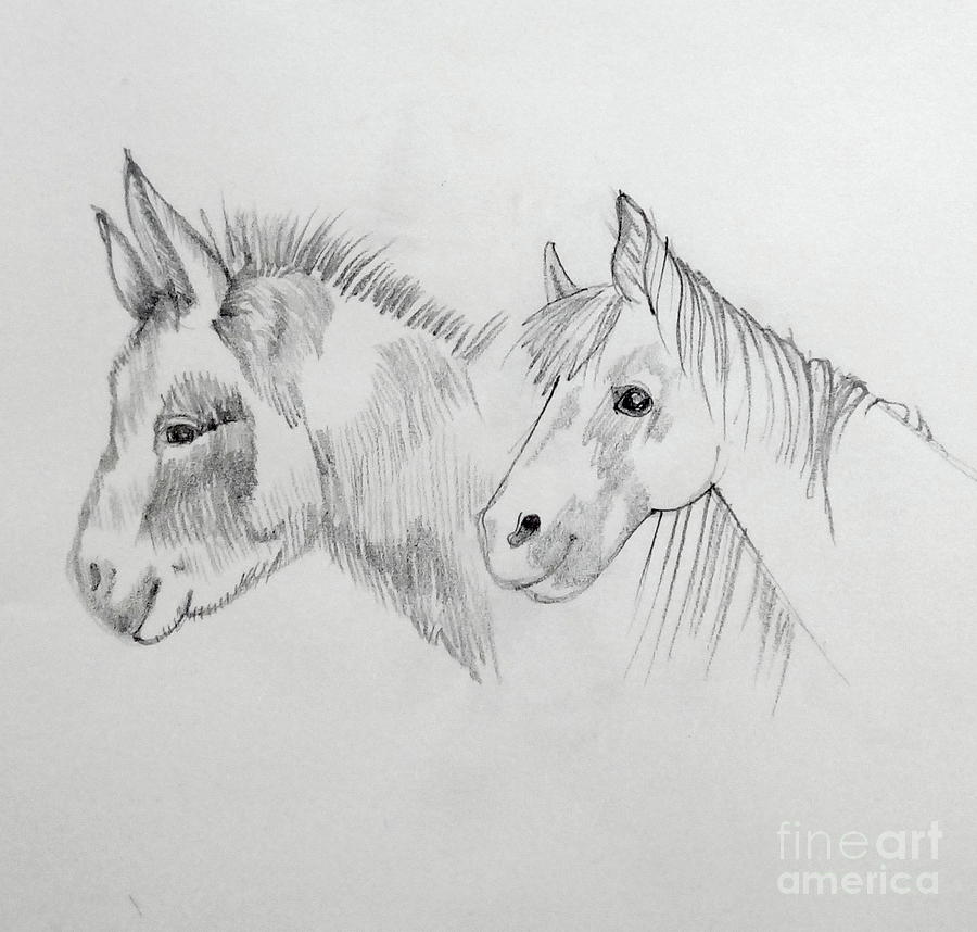 Donkey and Horse Sketch Drawing by Susan Paquette
