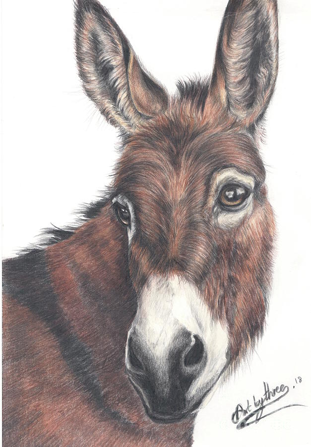 Donkey Drawing by Art By Three Sarah Rebekah Rachel White Fine Art