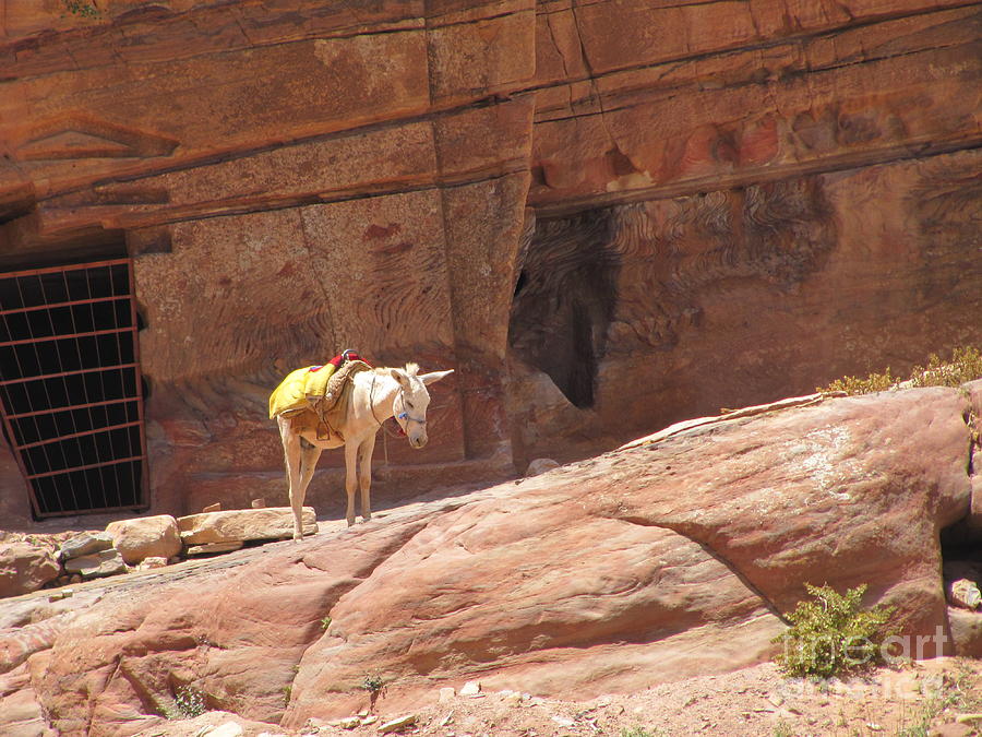 White Donkey at Petra Photograph by Donna L Munro