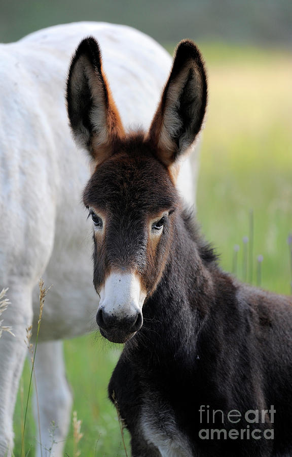 Donkey baby #1 Photograph by Carien Schippers