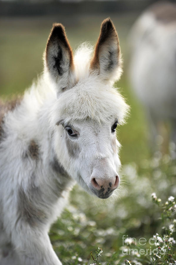 Donkey Baby Photograph by Carien Schippers