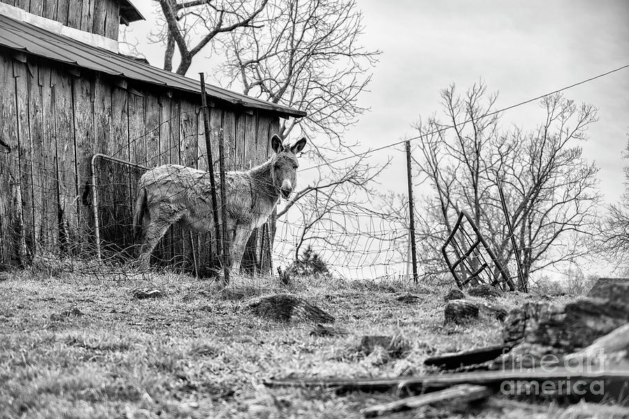 Black And White Photograph - Donkey by Cara Walton