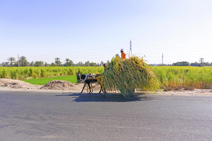 Donkey cart in Egypt Photograph by Marek Poplawski