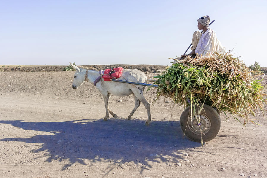 Donkey cart in Sudan Photograph by Marek Poplawski
