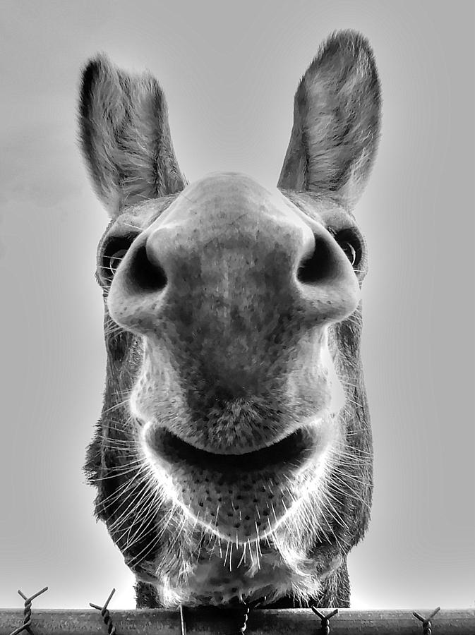 Donkey Photograph by Charlotte Schafer