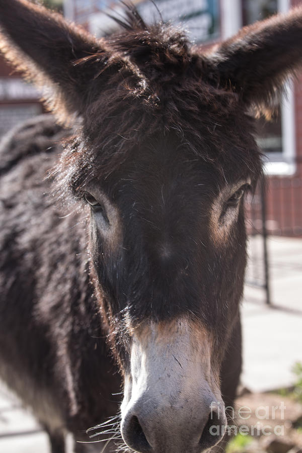 Donkey Daze Photograph by Lynn Sprowl