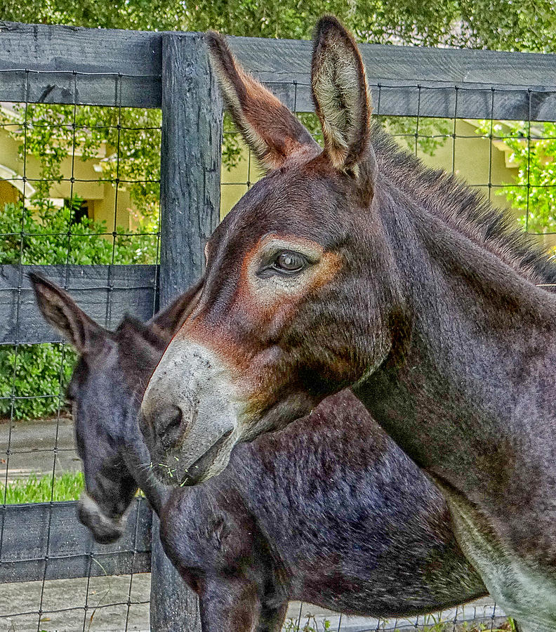 Donkey Photograph by Dennis Dugan