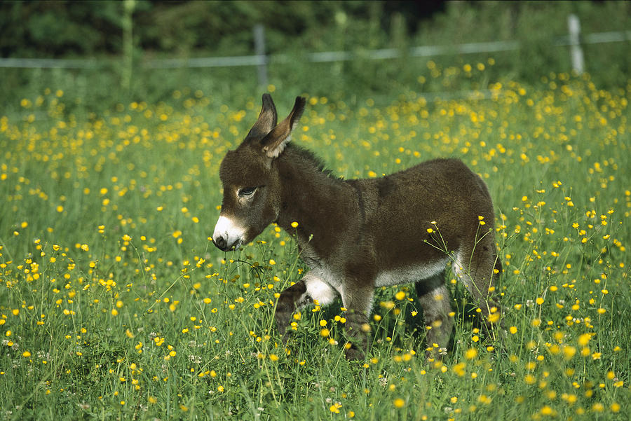 Flower Photograph - Donkey Equus Asinus Foal In Field by Konrad Wothe