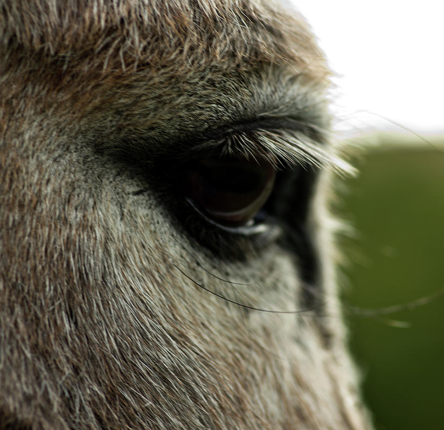 Donkey Eye #2 Photograph by Jarmo Honkanen
