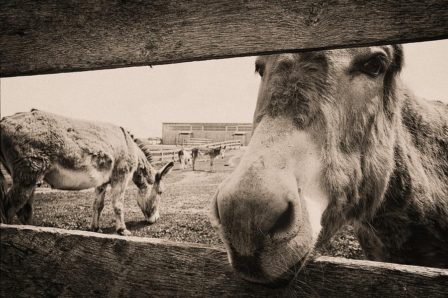 Donkey Face Photograph by Karl Anderson