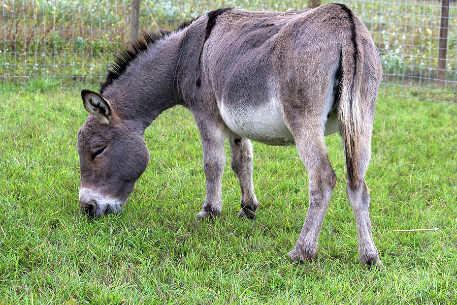 Donkey Farm Animal Photograph by Jit Lim - Fine Art America