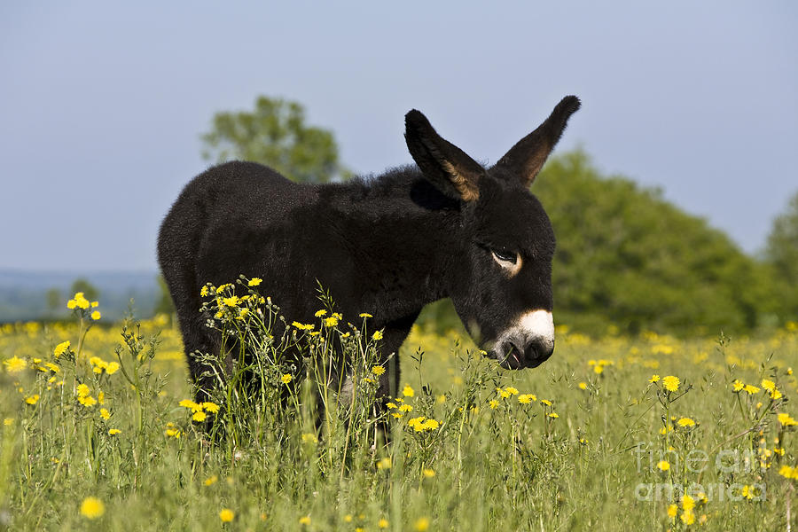 Donkey Photograph - Donkey Foal by Jean-Louis Klein & Marie-Luce Hubert