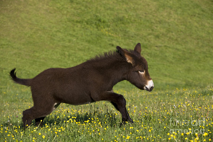 Donkey Photograph - Donkey Foal Running by Jean-Louis Klein & Marie-Luce Hubert