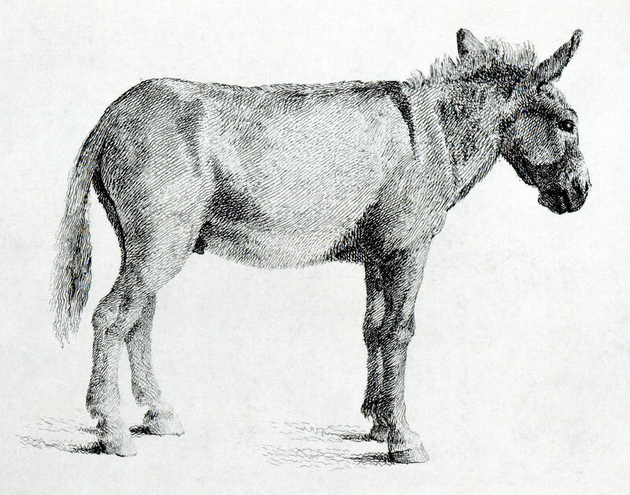 Donkey Drawing by George Stubbs